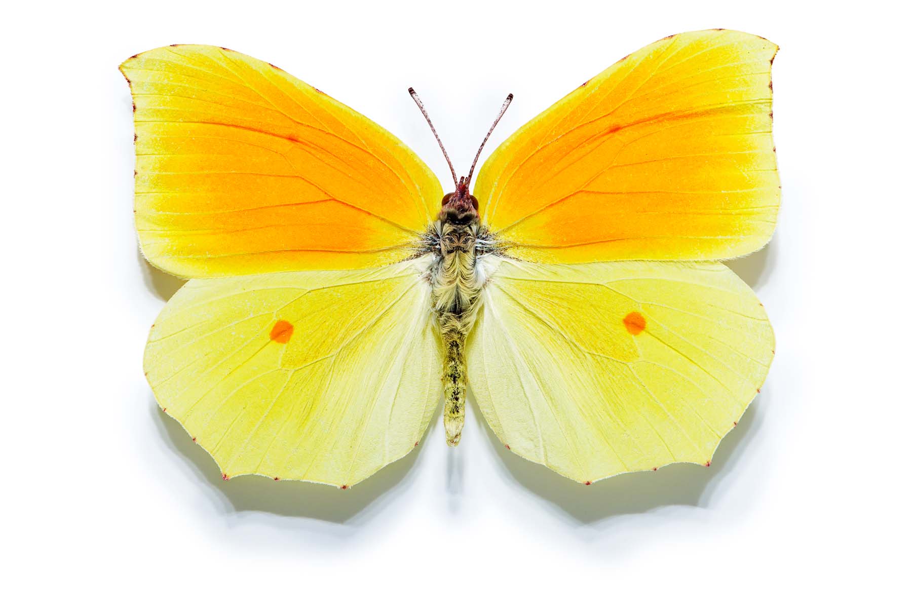 MAU40767-68-ok.jpg